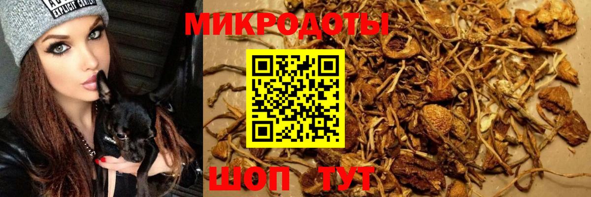 Псилоцибиновые грибы Psilocybine cubensis Ликино-Дулёво